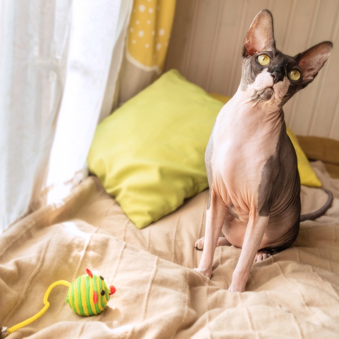 a Donskoy Cat who plays with a fake mouse