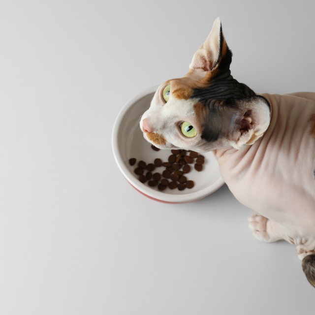 A Donskoy Cat eating a kibble