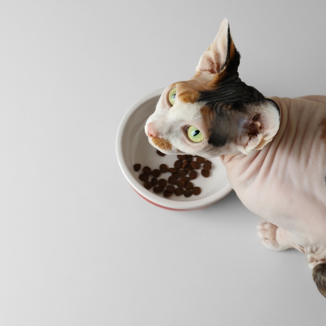 A Donskoy Cat eating a kibble