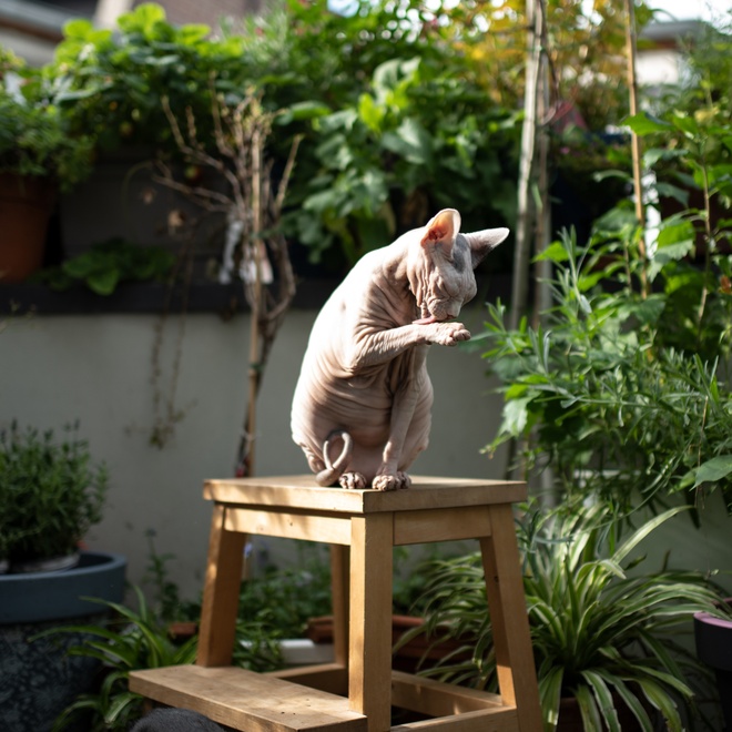 A Donskoy washing himself on a stool outside