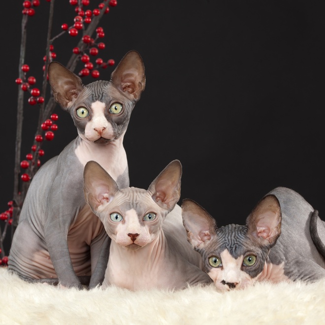 Three Donskoy kittens