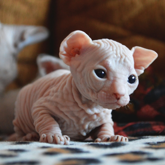 A little Donskoy kitten