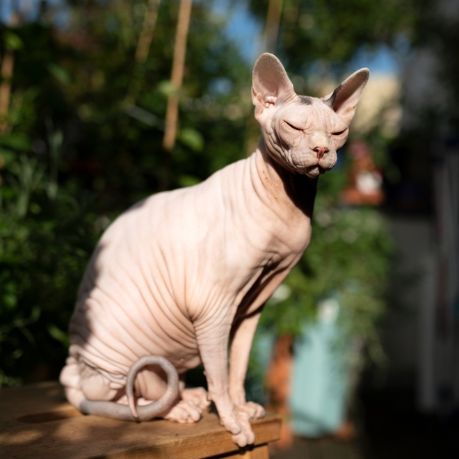 a Donskoy Cat sitting on a table outside sunbathing