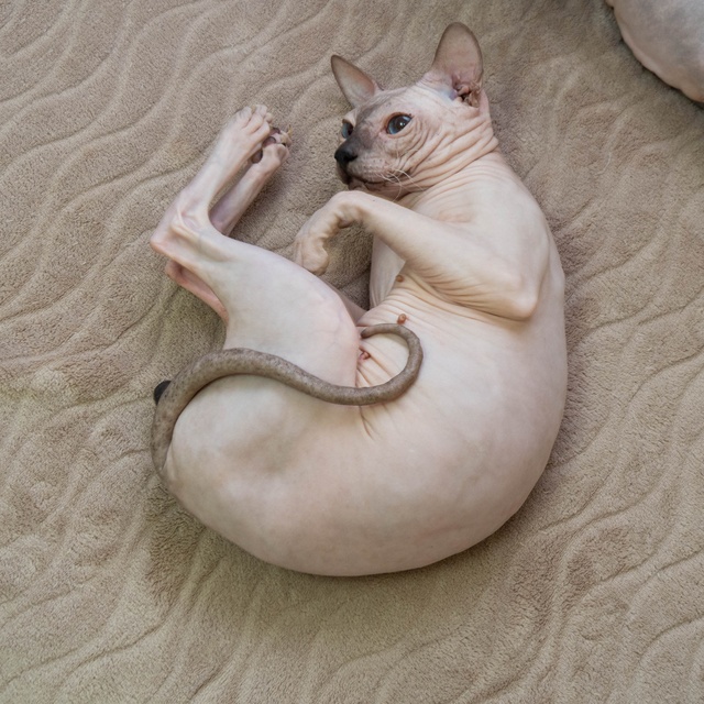 a Donskoy lying in a ball on a carpet