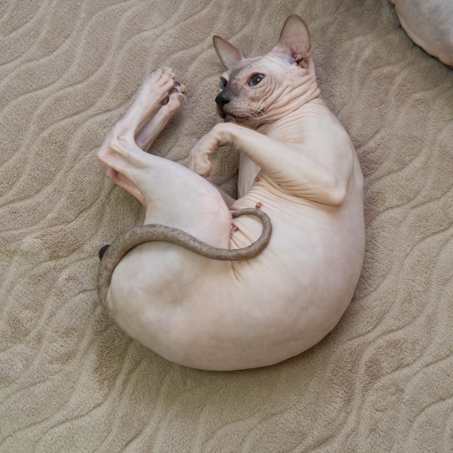 a Donskoy lying in a ball on a carpet