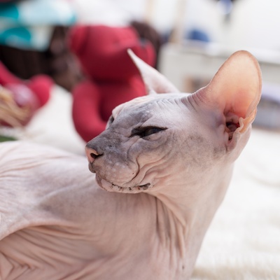 Portrait d'un Donskoy