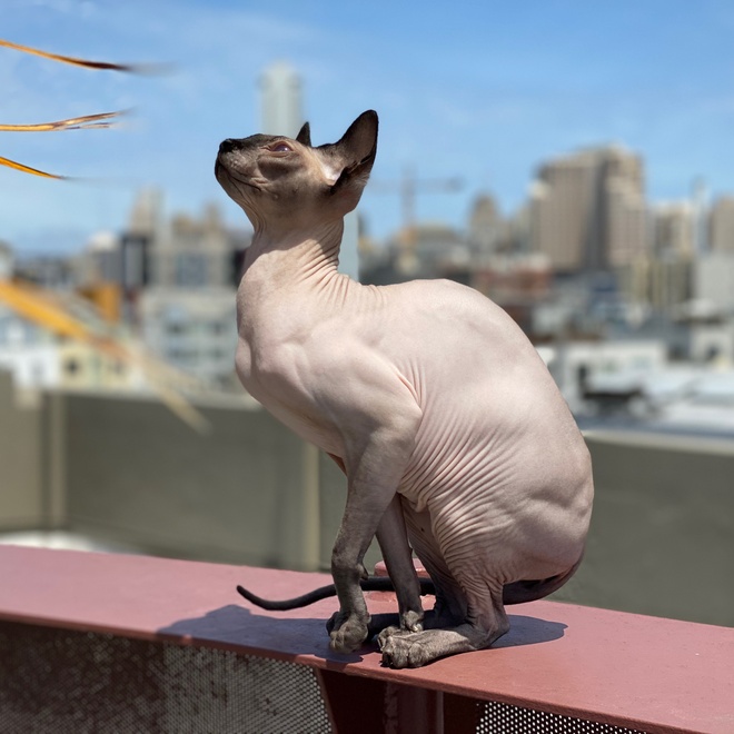a Donskoy Cat ready to jump
