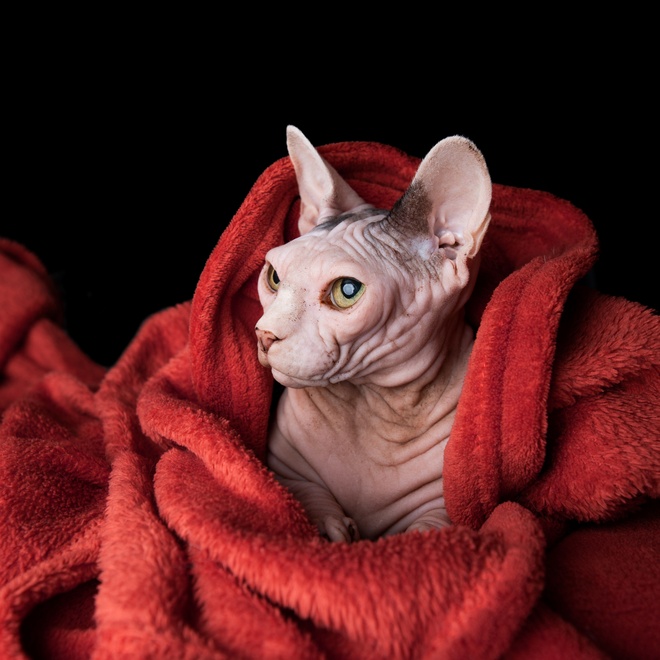 a Donskoy Cat wrapped in a blanket