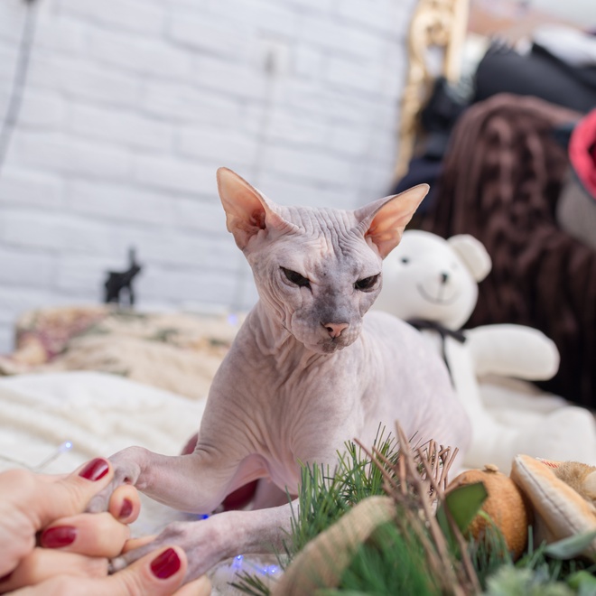 a Donskoy Cat who gives his paws to his mistress