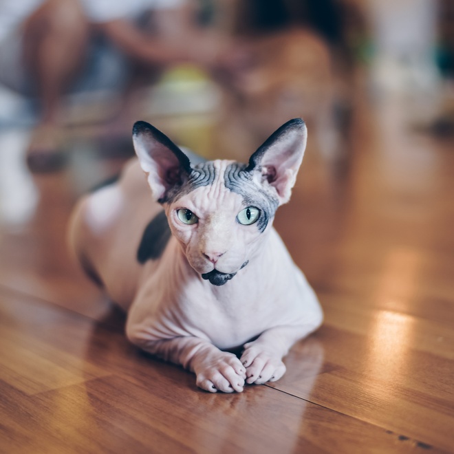 an elongated Donskoy Cat
