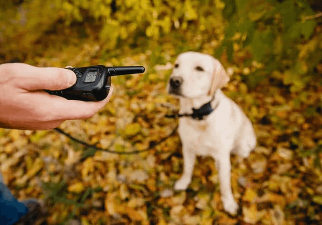 Chien dressé avec un collier de dressage