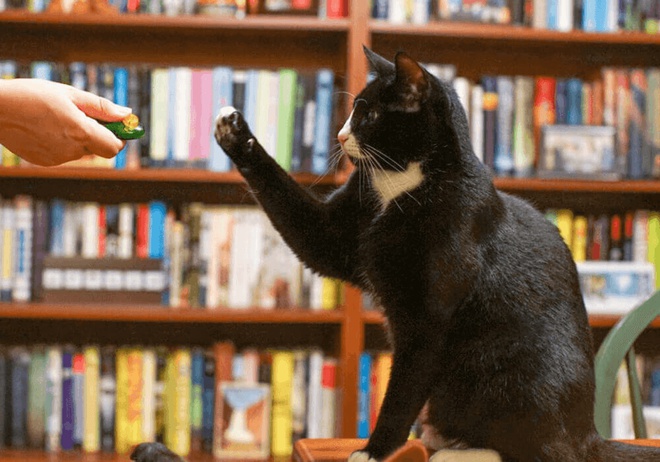 Chat éduqué avec la méthode clicker training