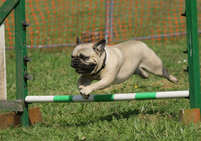 education dressage chien chat