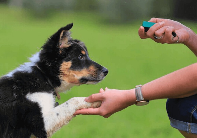 Chien éduqué avec la méthode clicker training