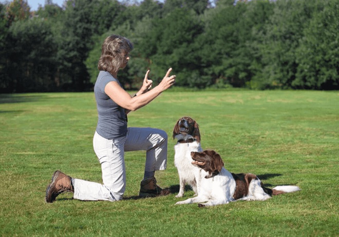 Chien éduqué avec l'aide d'un autre chien et de la méthode model rival