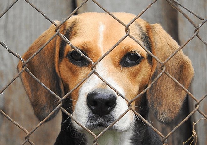 Un Beagle derrière un grillage