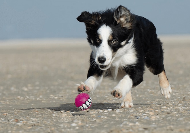 Un chiot Border Collie joue à la balle sur la plage
