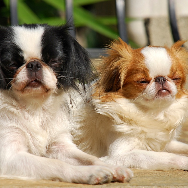 Two Japanese spaniels lying in the sun