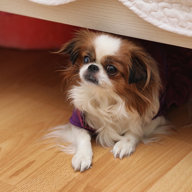A Japanese chin under a bed