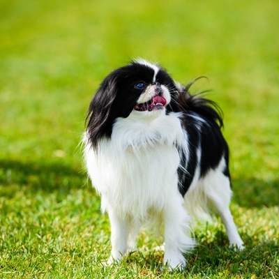un epagneul japonais dans l'herbe