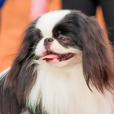 un epagneul japoanis qui tire la langue