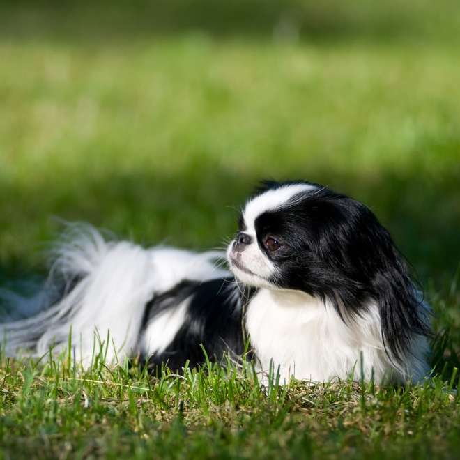 a Japanese chin lying in the grass