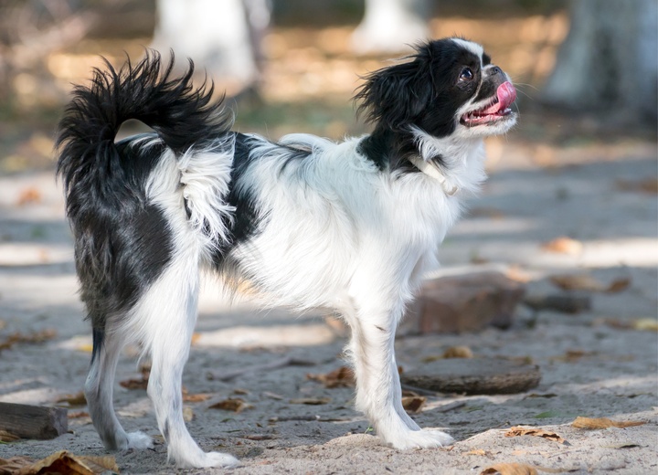 A Japanese chin standing with its tongue out