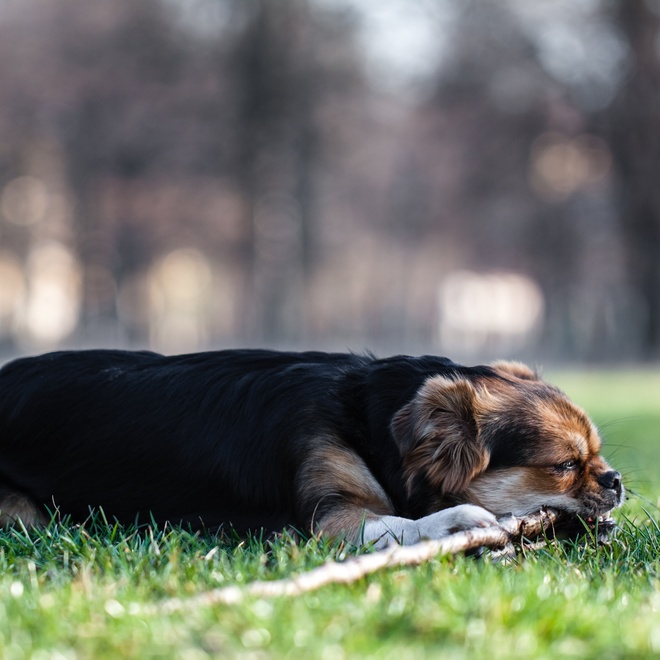 a Japanese chin lying on the grass with a stick in its mouth