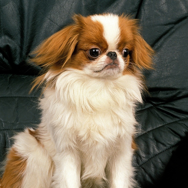 a japanese chin on a sofa