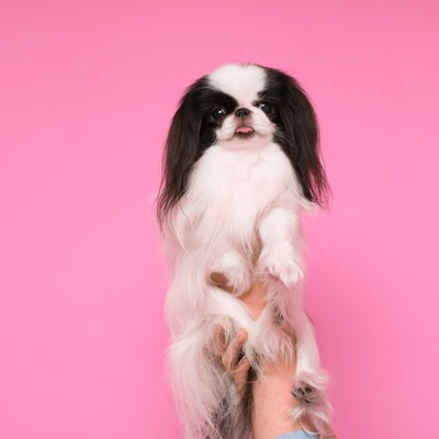 un epagneul japonais sur fond rose, tenu par la main d'un humain