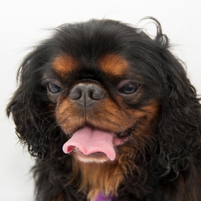 portrait d'un epagneul japonais qui sort la langue