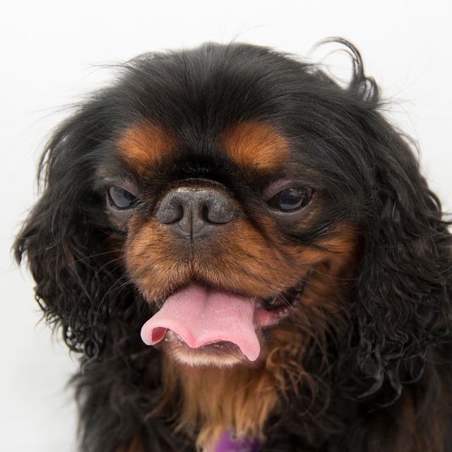 portrait of a japanese chin who sticks out his tongue
