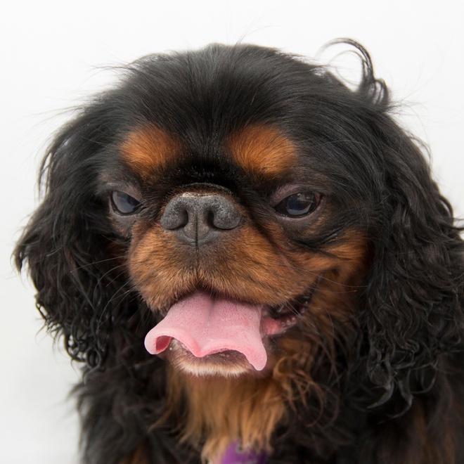 portrait of a japanese chin who sticks out his tongue