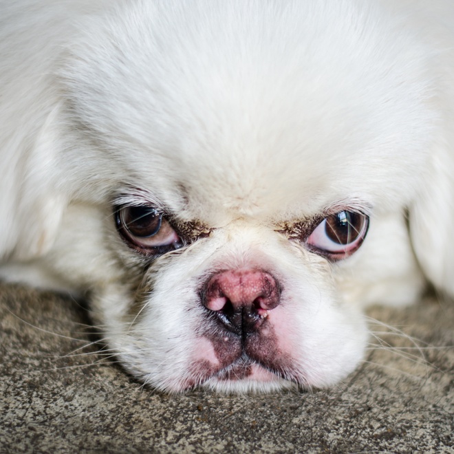 portrait of a white Japanese chin, head resting on the ground