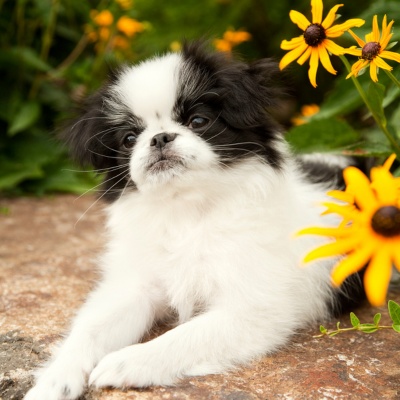un epagneul japonais assis près de fleurs