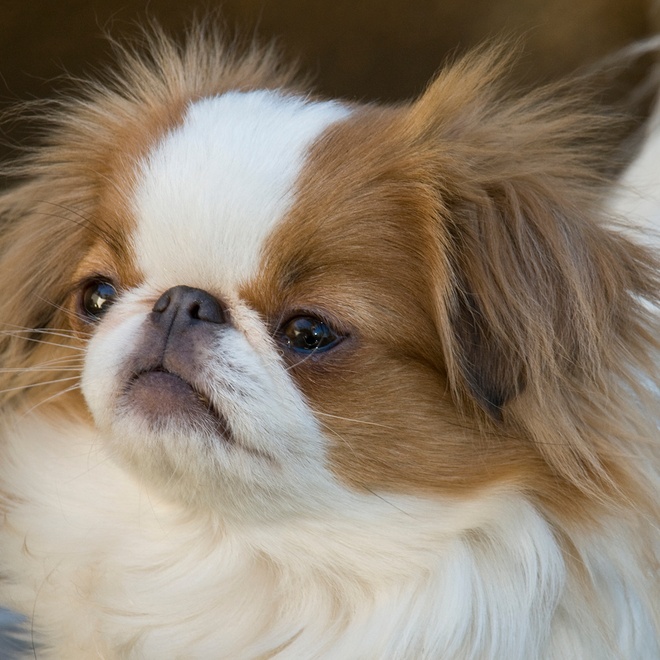protrait of a japanese spaniel with a white coat and brown spots
