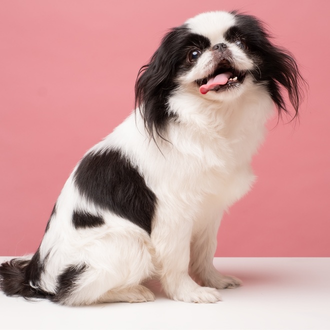 a Japanese spaniel on a pink background