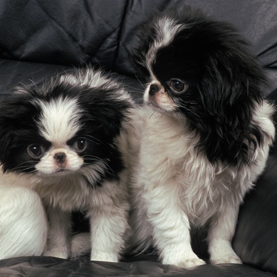 deux epagneuls japonais cote a cote sur un canapé