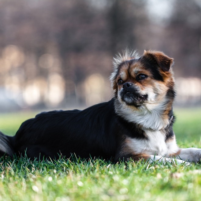a Japanese chin sitting in the grass
