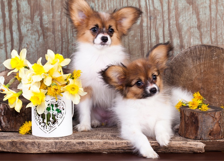 two Papillon Dogs on a table surrounded by flower pots