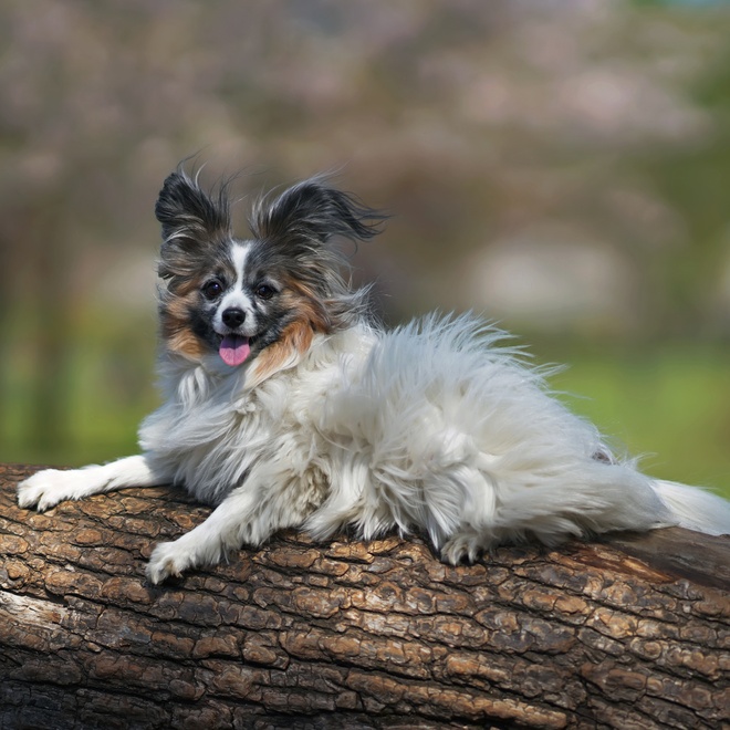 a Papillon Dog resting on a tree