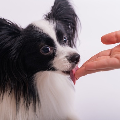 a Papillon Dog licking his/her owner’s finger