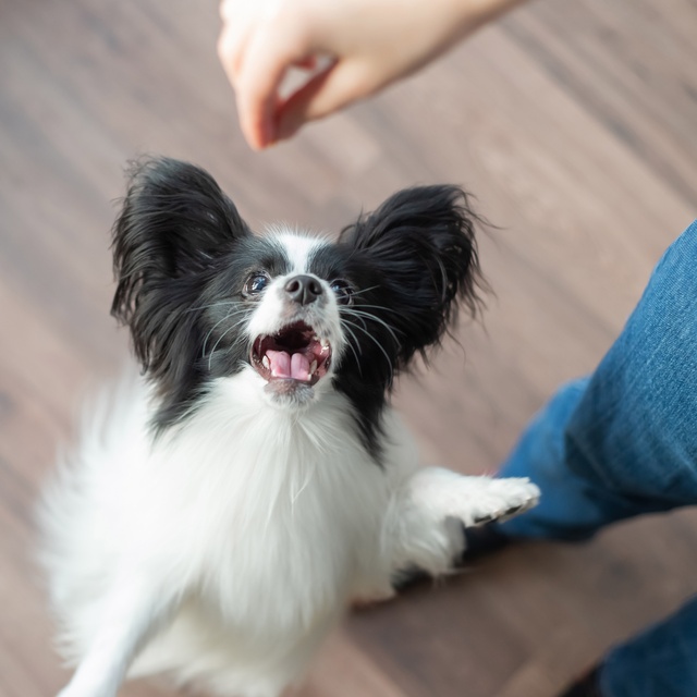 a Papillon Dog who opens its mouth towards what his/her owner hands him