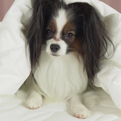 a Papillon Dog under a duvet