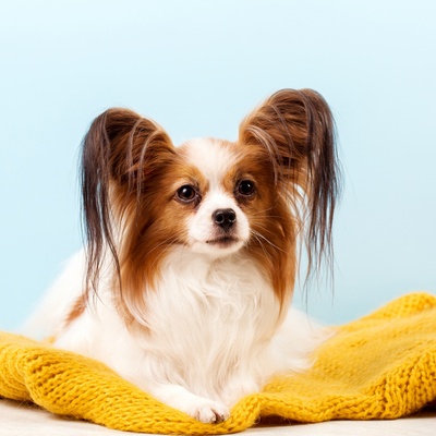 a Papillon Dog sitting on a yellow cushion