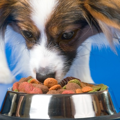 a Papillon Dog eating kibble from its bowl
