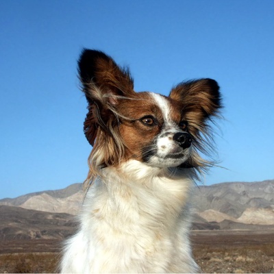 a Papillon Dog with its hair in the wind