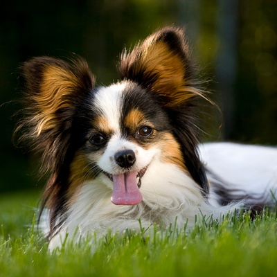 a Papillon Dog lying on the grass sticking its tongue out