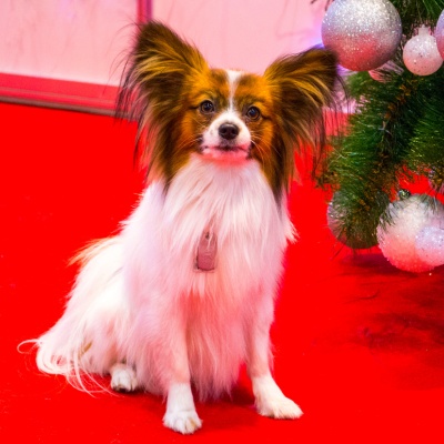 a Papillon Dog on a red carpet