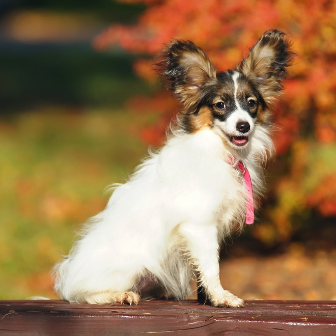 a Papillon Dog on a table outside